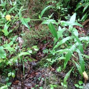 Photographie n°277720 du taxon Picris hieracioides subsp. umbellata (Schrank) Ces.