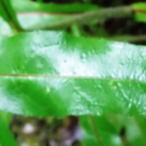 Photographie n°277721 du taxon Picris hieracioides subsp. umbellata (Schrank) Ces.