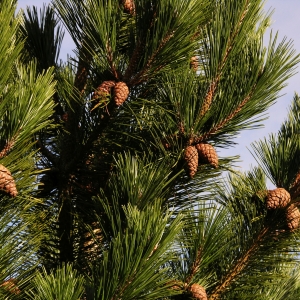  - Pinus insignis Douglas ex Loudon [1838]