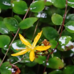 Photographie n°277866 du taxon Hypericum nummularium L. [1753]