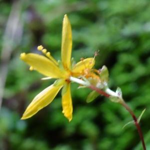 Photographie n°277867 du taxon Hypericum nummularium L. [1753]