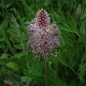 Photographie n°277886 du taxon Plantago media L.