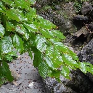 Photographie n°277921 du taxon Fagus sylvatica f. sylvatica