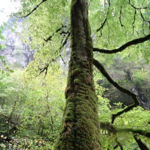 Photographie n°277922 du taxon Fagus sylvatica f. sylvatica