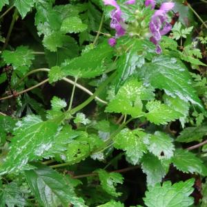 Photographie n°277923 du taxon Lamium maculatum (L.) L. [1763]