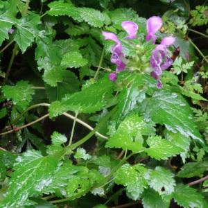 Photographie n°277927 du taxon Lamium maculatum (L.) L. [1763]