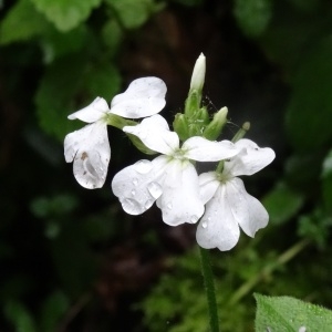 Photographie n°277938 du taxon Hesperis matronalis subsp. nivea (Baumg.) E.P.Perrier [1917]