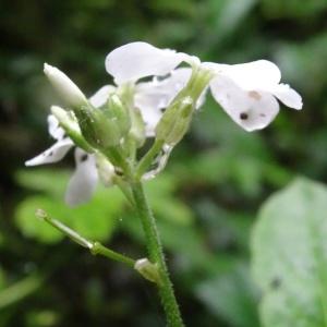 Photographie n°277939 du taxon Hesperis matronalis subsp. nivea (Baumg.) E.P.Perrier [1917]