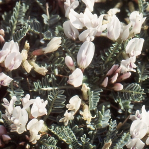 Photographie n°277977 du taxon Astragalus tragacantha L. [1753]