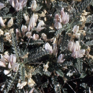 Photographie n°277979 du taxon Astragalus tragacantha L. [1753]