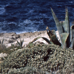 Photographie n°277980 du taxon Astragalus tragacantha L. [1753]