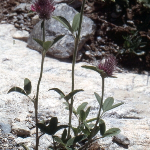 Photographie n°278002 du taxon Trifolium alpestre L. [1763]