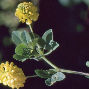 Photographie n°278004 du taxon Trifolium aureum Pollich [1777]