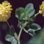  Liliane Roubaudi - Trifolium aureum Pollich [1777]