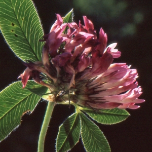 Photographie n°278012 du taxon Trifolium medium L. [1759]