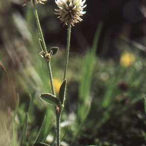 Photographie n°278014 du taxon Trifolium montanum L. [1753]