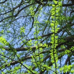 Photographie n°278016 du taxon Taxodium distichum (L.) Rich. [1810]