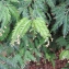 Sequoia sempervirens (D.Don) Endl. [1847] [nn63108] par Jeanne Muller le 04/07/2005 - Livry-Gargan