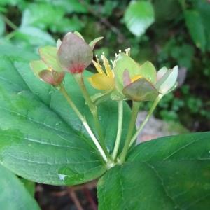 Photographie n°278129 du taxon Hypericum androsaemum L. [1753]