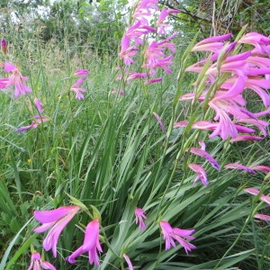 Photographie n°278130 du taxon Gladiolus italicus Mill. [1768]
