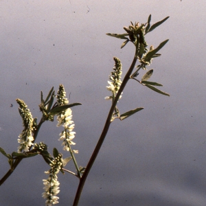 Photographie n°278142 du taxon Melilotus albus Medik. [1787]