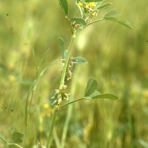 Trigonella sicula (Turra) Rabaute & Coulot (Mélilot de Messine)