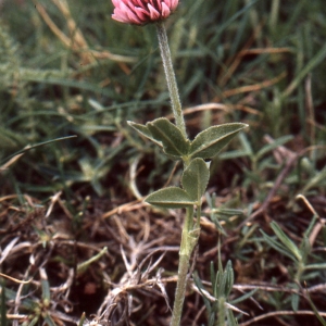 Trifolium montanum subsp. rupestre (Ten.) Nyman (Trèfle des rochers)