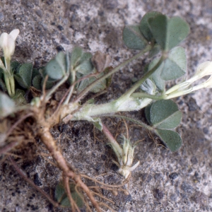 Photographie n°278149 du taxon Trifolium subterraneum L. [1753]