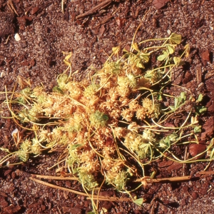 Photographie n°278152 du taxon Trifolium suffocatum L. [1771]