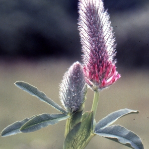 Photographie n°278154 du taxon Trifolium rubens L. [1753]