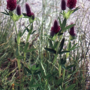 Photographie n°278156 du taxon Trifolium rubens L. [1753]