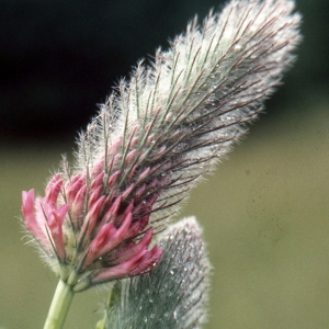 Photographie n°278157 du taxon Trifolium rubens L. [1753]
