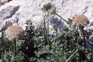 Liliane Roubaudi, le  5 avril 2000 (Marseille)