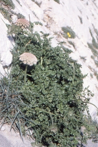 Liliane Roubaudi, le  5 avril 2000 (Marseille)