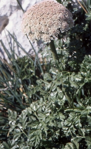 Liliane Roubaudi, le  5 avril 2000 (Marseille)