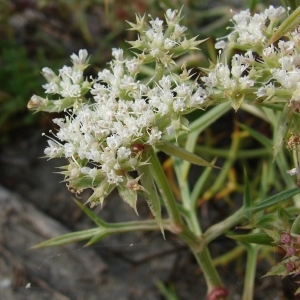 Photographie n°278181 du taxon Echinophora spinosa L. [1753]