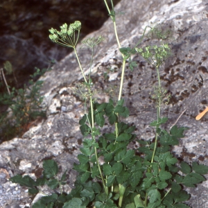 Photographie n°278190 du taxon Laserpitium nestleri Soy.-Will. [1828]