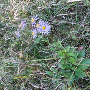 Photographie n°278229 du taxon Aster amellus L. [1753]