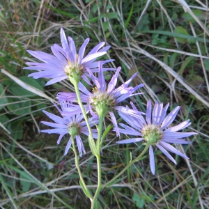 Photographie n°278233 du taxon Aster amellus L. [1753]