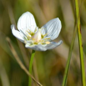 Photographie n°278240 du taxon Parnassia palustris L. [1753]