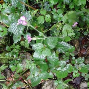 Photographie n°278243 du taxon Silene dioica var. dioica