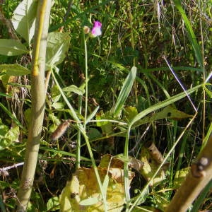 Photographie n°278257 du taxon Lathyrus hirsutus L.