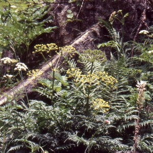 Photographie n°278261 du taxon Molopospermum peloponnesiacum (L.) W.D.J.Koch [1824]