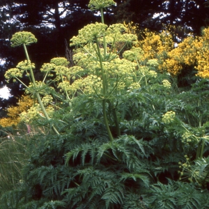 Photographie n°278264 du taxon Molopospermum peloponnesiacum (L.) W.D.J.Koch [1824]