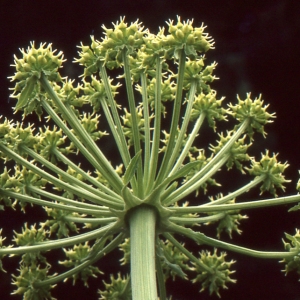 Photographie n°278269 du taxon Molopospermum peloponnesiacum (L.) W.D.J.Koch [1824]