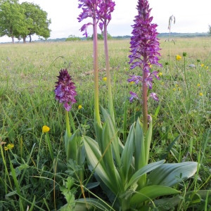 Photographie n°278287 du taxon Orchis x hybrida Boenn. ex Rchb. [1830]