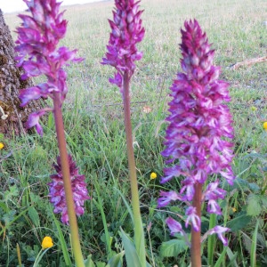 Photographie n°278288 du taxon Orchis x hybrida Boenn. ex Rchb. [1830]