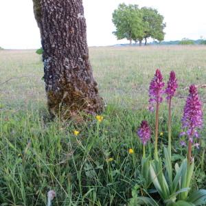 Photographie n°278290 du taxon Orchis x hybrida Boenn. ex Rchb. [1830]