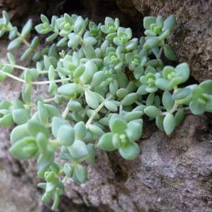 Photographie n°278328 du taxon Sedum dasyphyllum L. [1753]