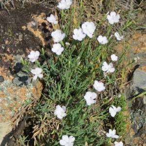 Photographie n°278378 du taxon Dianthus gyspergerae Rouy [1903]